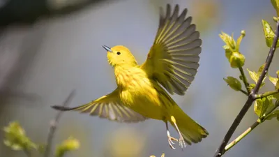 Летящая желтая птица · Бесплатные стоковые фото