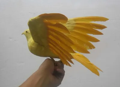 Желтая птица средней полосы - 70 фото