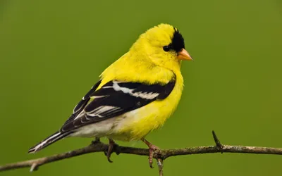 Желтая птица с синими крыльями - 71 фото