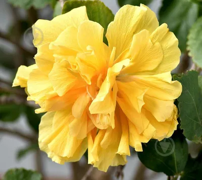 Купить семена Гибискус Hibiscus Kyoto Yellow в Москве: доставка семян по  России и СНГ - интернет-магазин «Сады Семирамиды»