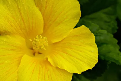 Купить саженцы Гибискус Киото желтый (Hibiscus Kyoto Yellow) в питомнике.  Для сорта Гибискус Киото желтый (Hibiscus Kyoto Yellow) есть описание,  фото, цены и отзывы садоводов.