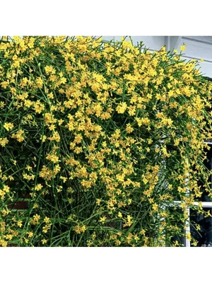 Желтый Подушечка Protea Leucospermum Cordifolium Является Цветущий Кустарник,  Который Устойчивых К Засухе И Найденный В Южной Африке. Фотография,  картинки, изображения и сток-фотография без роялти. Image 58423663