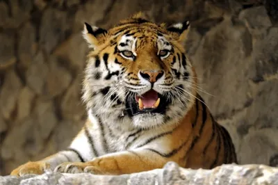 Тигр напал на молодую женщину в Приморье - Новости Сахалинской области -  astv.ru