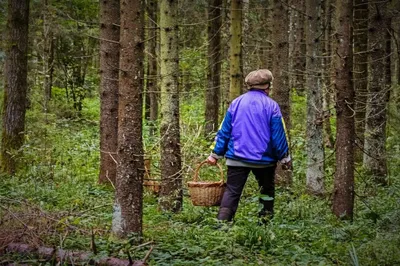 Девушка в лесу с корзиной - 73 фото