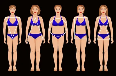 Типы женского тела Векторное изображение ©Sudowoodo 109648774
