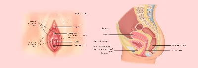 Анатомия женских половых органов (1) - online presentation