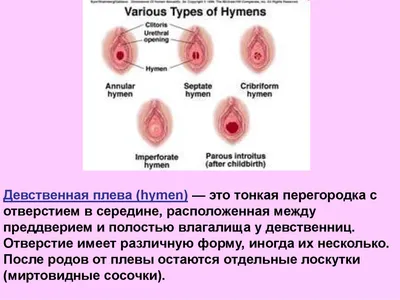 Как устроена женская репродуктивная система - Remedi