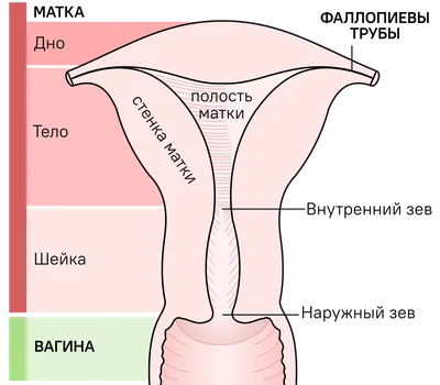 Упражнения Кегеля для Женщин. Как выполнять упражнения Кегеля в домашних  условиях. - YouTube