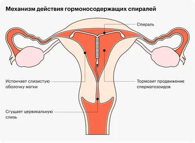 Тренажеры и электростимуляторы для женских интимных вагинальных мышц