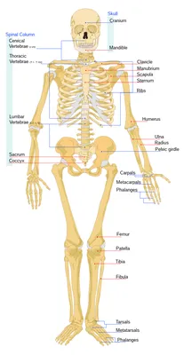 Female Skeleton Thorax Stock Photo - Download Image Now - Human Skeleton,  Anatomy, Biology - iStock