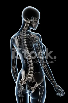 Female Skeleton 照片檔及更多一組物體照片- 一組物體, 人手, 人手指- iStock