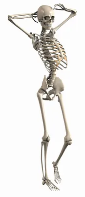 Женский Скелет И Пищеварительной Системы Стоковые Фотографии | FreeImages