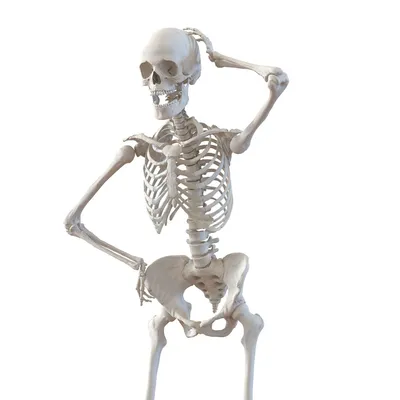 Female Skeleton, 3D Human Model Stock Illustration - Illustration of woman,  medicine: 119600002