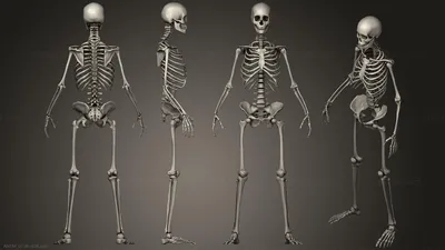 Female Pelvis Skeleton on White. 3D Illustration Stock Illustration -  Illustration of health, illustrative: 100629563