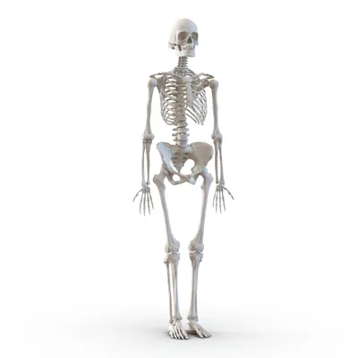 Мужской и женский пуловер Goth Skeleton | AliExpress
