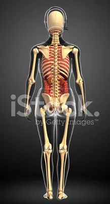Женский Skeleton На Спине — стоковые фотографии и другие картинки Анатомия  - Анатомия, Без людей, Биология - iStock