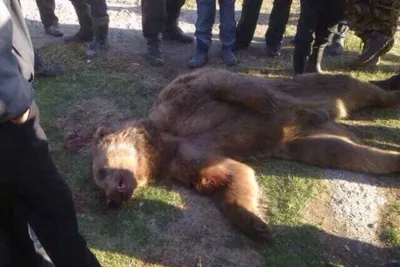 Амурчане прислали в АСН фото убитого медведя и его жертвы (ФОТО 18+)