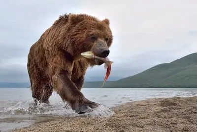 Камчатский медведь: Они живут в изобилии пищи, потому стали крупнее,  активнее и даже добрее. Здесь толпы медведей, и живут они совсем иначе |  Пикабу