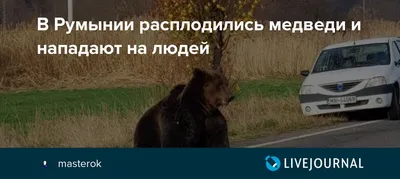 В Румынии расплодились медведи и нападают на людей