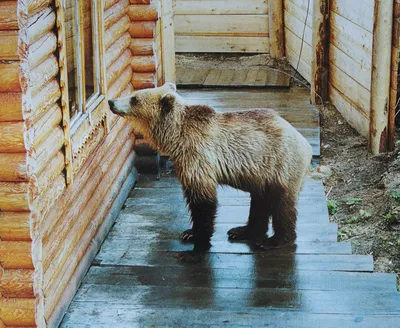 На Камчатке готовятся дать отпор проснувшимся медведям » Новости на  Vostok.Today – никакой пропаганды, только новости!