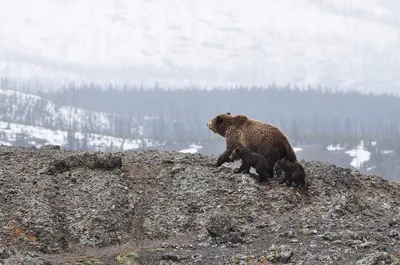На Камчатке вахтовики отбились от бурого медведя с помощью огнетушителя