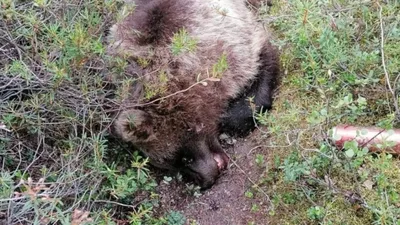 Зоологический форум / Бурый, или обыкновенный медведь (Ursus arctos) 2