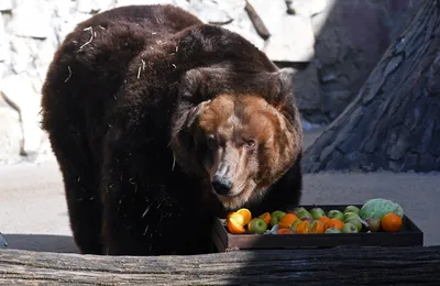 День медведя в России 2023: история и традиции праздника