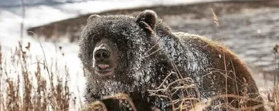 На Камчатке медведь напал на сторожа рыбобазы, собаки смогли отогнать  хищника от человека