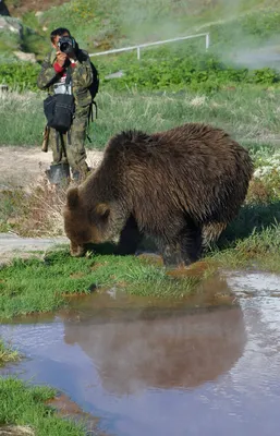 Когда медведь рядом...