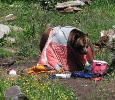 Медведи Камчатки. Воспоминания пензенского туриста