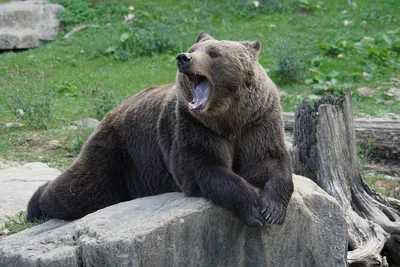 На Камчатке пенсионерки заблудились в лесу, спасаясь от медведей