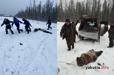 Состояние вахтовиков подвергшихся нападению медведя в Якутии оценивается  как средней степени тяжести | 11.11.2023 | Якутск - БезФормата