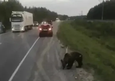 Не надо было бежать\": на Камчатке медведь-людоед задрал рыбака