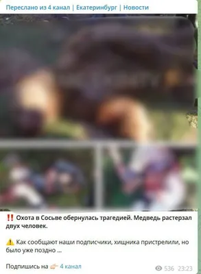 Голодные медведи терроризируют жителей Камчатки - Delfi RU
