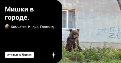 Трагедия на вахте. Медведь-шатун порвал рабочих (видео) - Охотники.ру