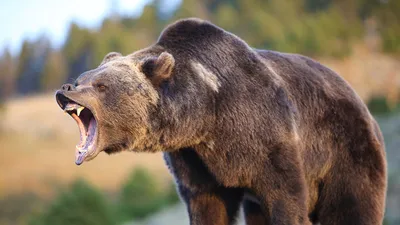 Можно просто не вернуться из леса»: как в России борются с набегами медведей  и волков на города и села