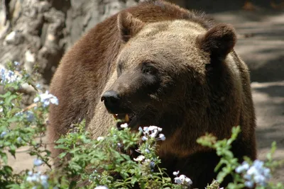 В словацких Татрах медведь напал на туриста
