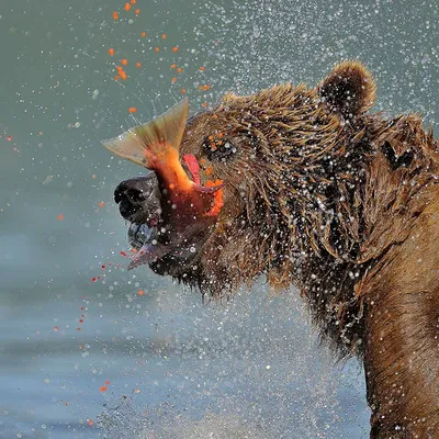 На Камчатке застрелили забравшихся на подлодку медведицу с медвежонком -  BBC News Русская служба