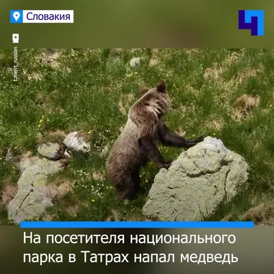 Медведь напал на двух ягодников в тайге Ольхонского района и убил одного »  Усольская Городская Газета