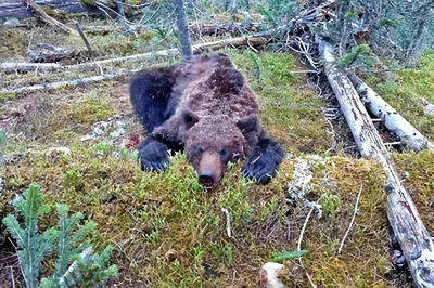 Жертвы нападения медведей фото 83 фото