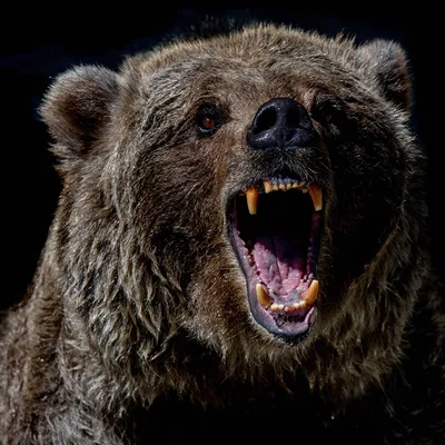 Фотографии якобы жертв сахалинского медведя оказались фейком - МК