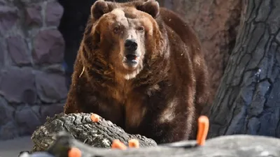 Медведь растерзал женщину и покалечил ее мужа и дочь: Происшествия: Из  жизни: Lenta.ru