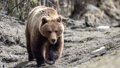 Россиян напугали медведем, который загрыз двух туристов и несколько дней ел  их останки — Секрет фирмы
