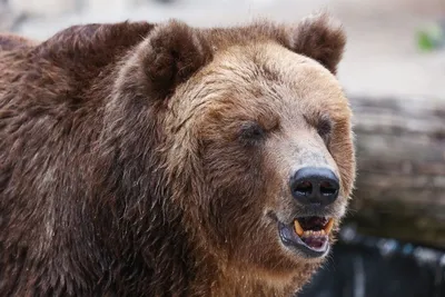Два человека погибли при нападении медведя гризли в канадском национальном  парке