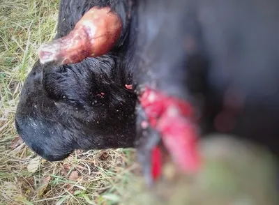 В с.Глотово Удорского района жертвами медведя стали фермерские корова и  теленок | Комиинформ