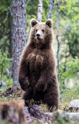 Все очень жестко\": новые подробности нападения медведя на мужчину в  Приморье - PrimaMedia.ru