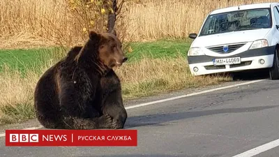 В соцсетях появилось видео нападения медведя на вахтовиков в Якутии - МК
