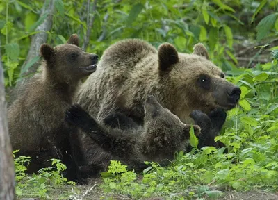 Нападение медведя: В Канаде хищник напал на людей | DonPress.com