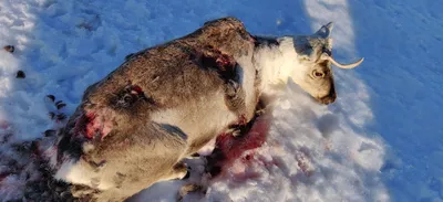 В Румынии расплодились медведи и нападают на людей - BBC News Русская служба