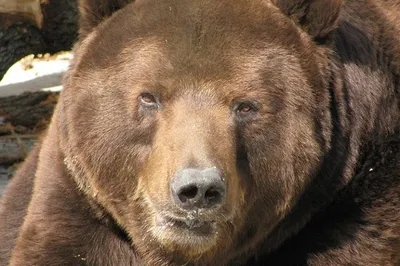 Нападение медведя Магадан: в Магадане медведь загрыз человека, количество  жертв на 19 июня 2023 - KP.RU